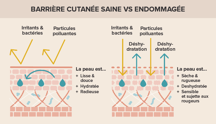 La barrière cutanée, c'est quoi ?